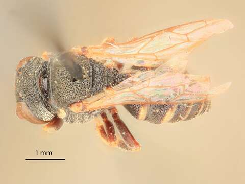 Image de Oxybelus lamellatus Olivier 1811