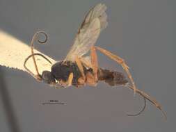 Image of Orgilus erythropus Muesebeck 1970