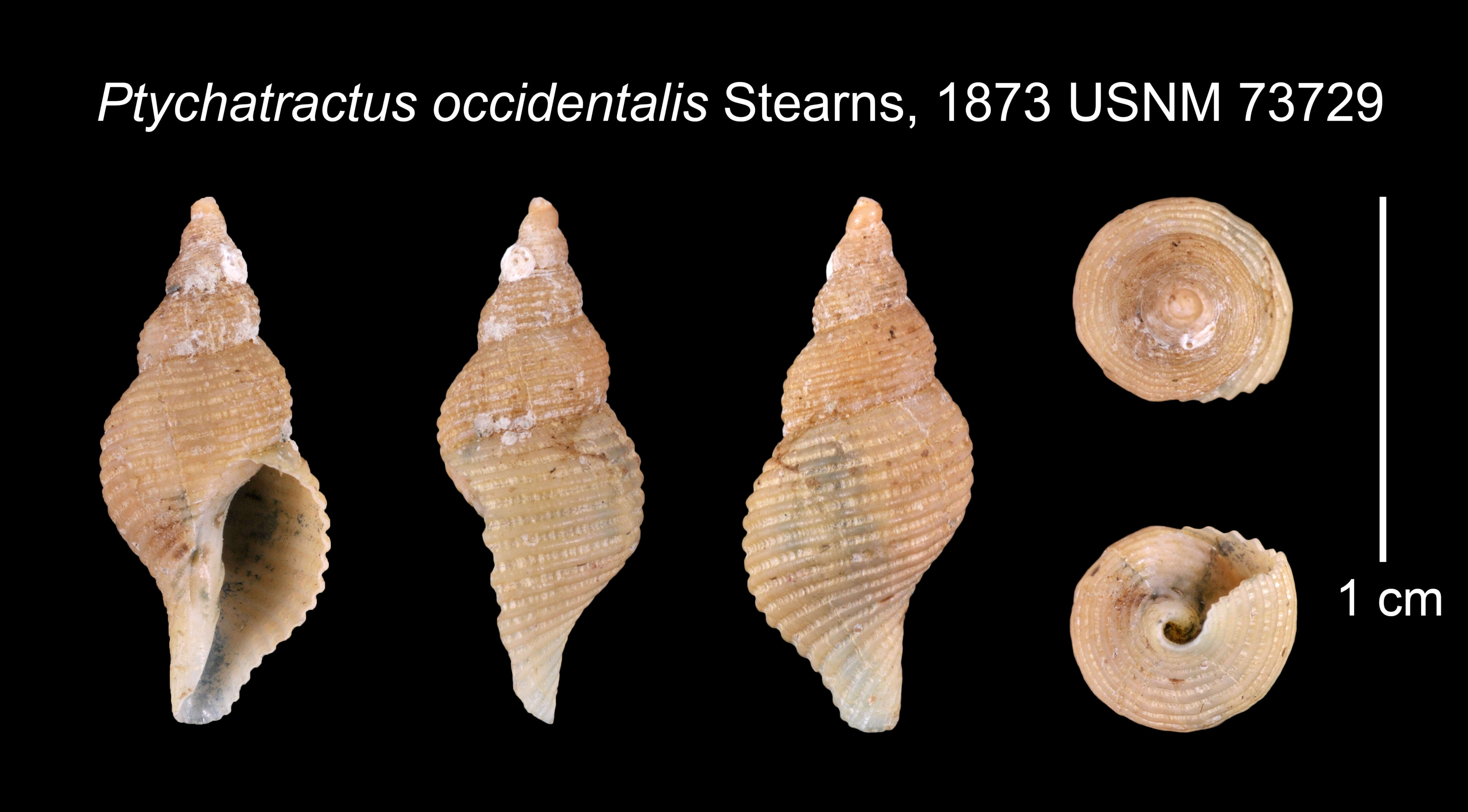 Image of Ptychatractus occidentalis Stearns 1871