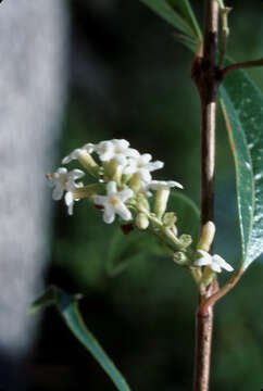 Image of Citharexylum spinosum L.