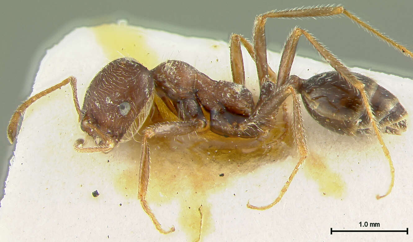 Image of Monomorium chobauti ajjer Bernard 1953