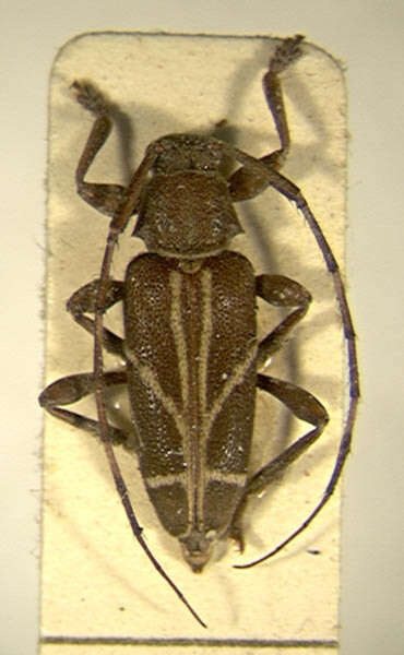 Sivun Eucharitolus geometricus (Tippmann 1960) kuva