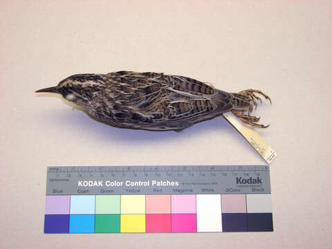 Image of Western Meadowlark