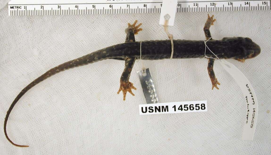Image of Yonahlossee Salamander