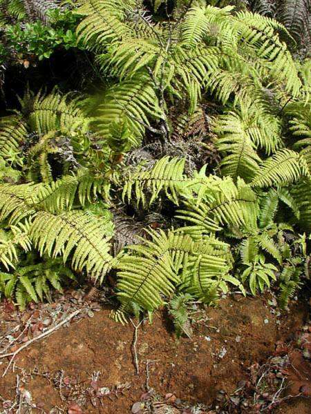 Image of Scrambling Fern