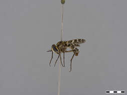 Image of Bombyliidae