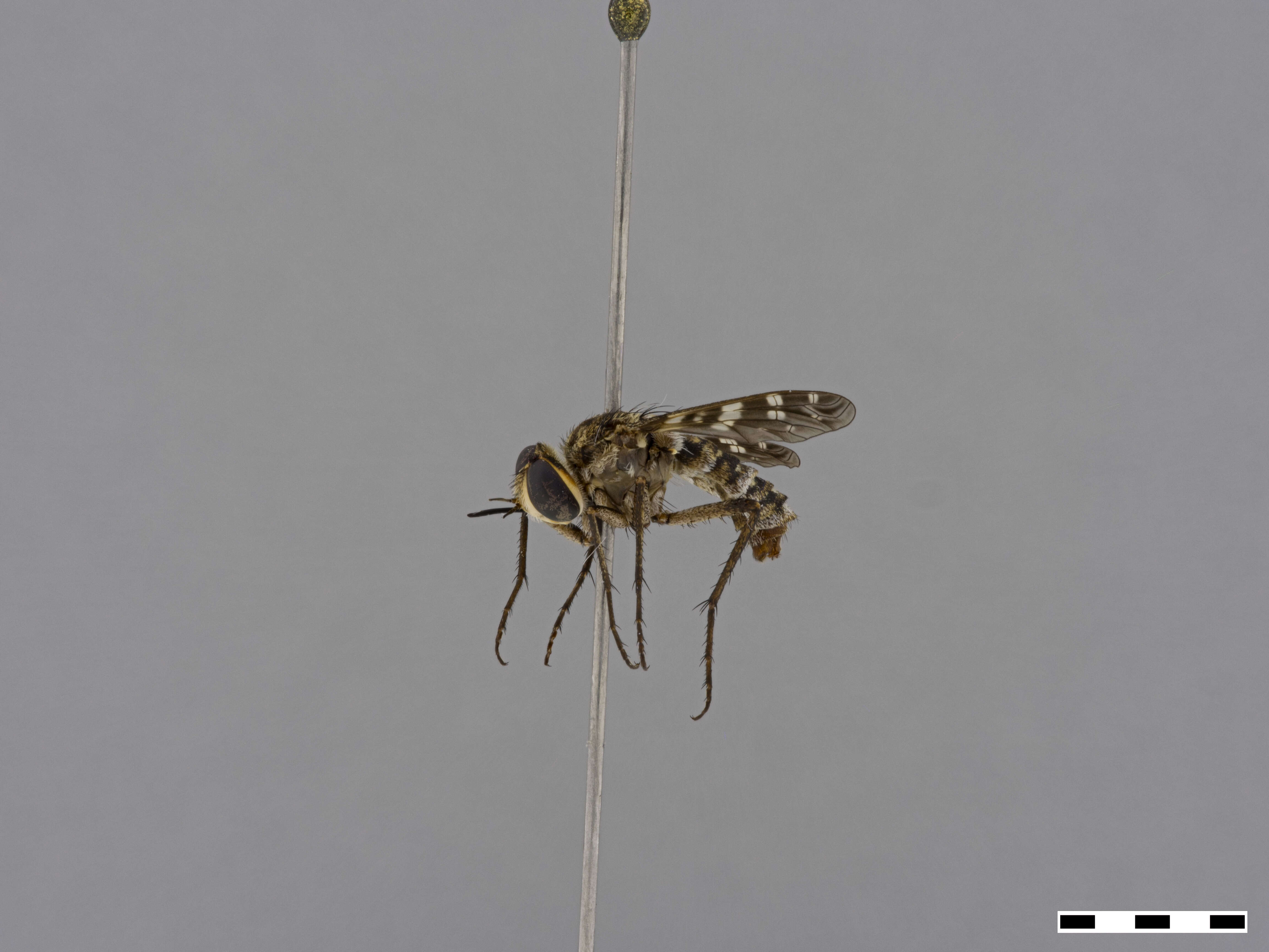 Image of Bombyliidae