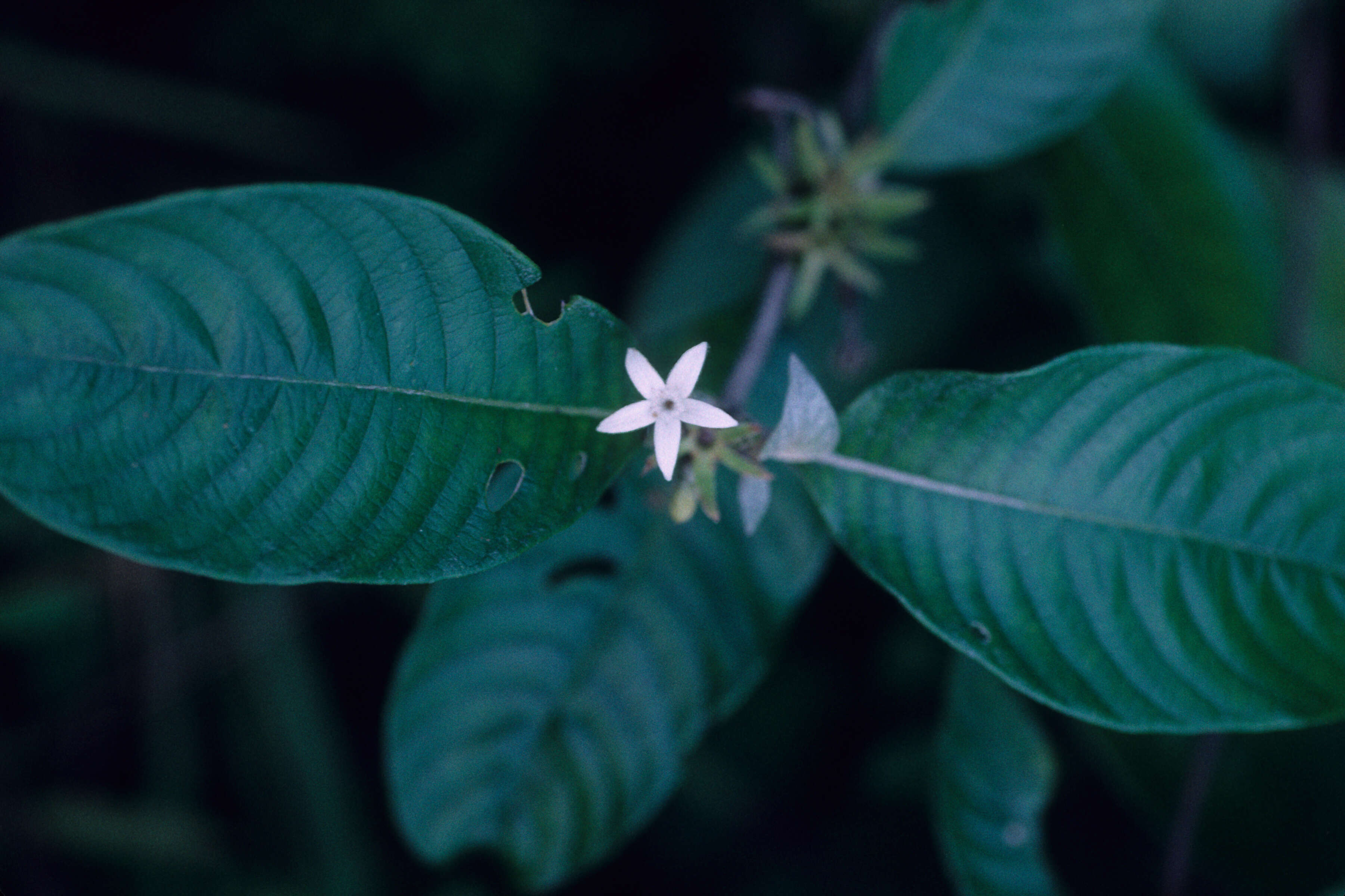 Image of Woolly Woodvine