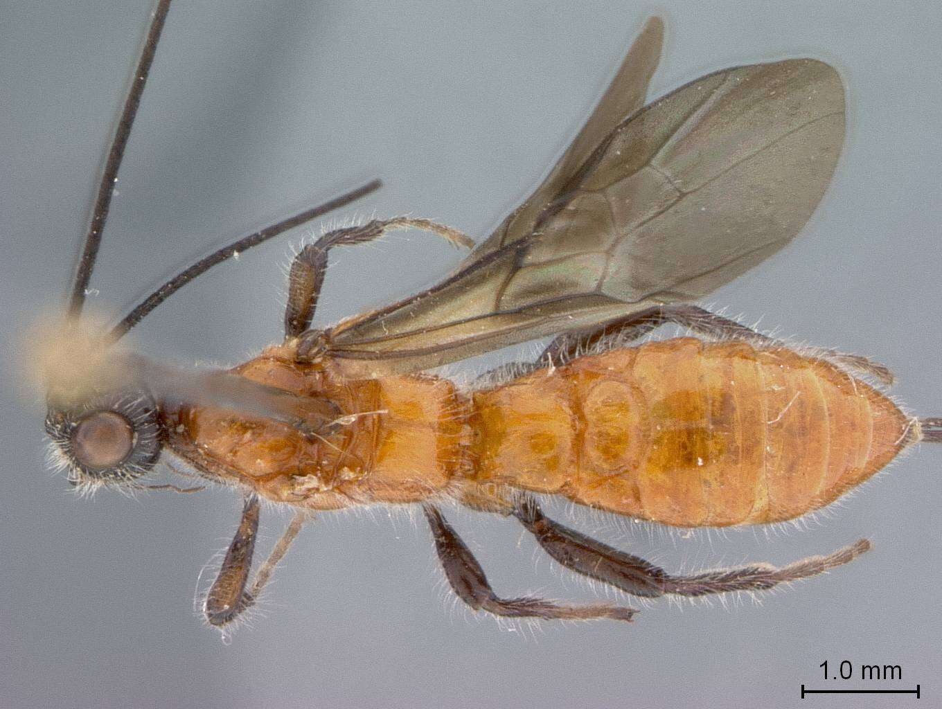 Imagem de Odontobracon brachydontus Marsh 1988