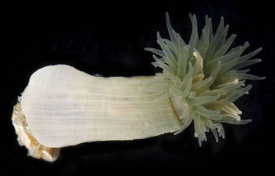 Image of White anemone