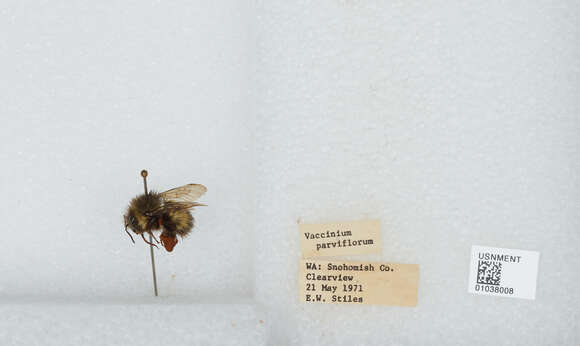 Image de Bombus sitkensis Nylander 1848