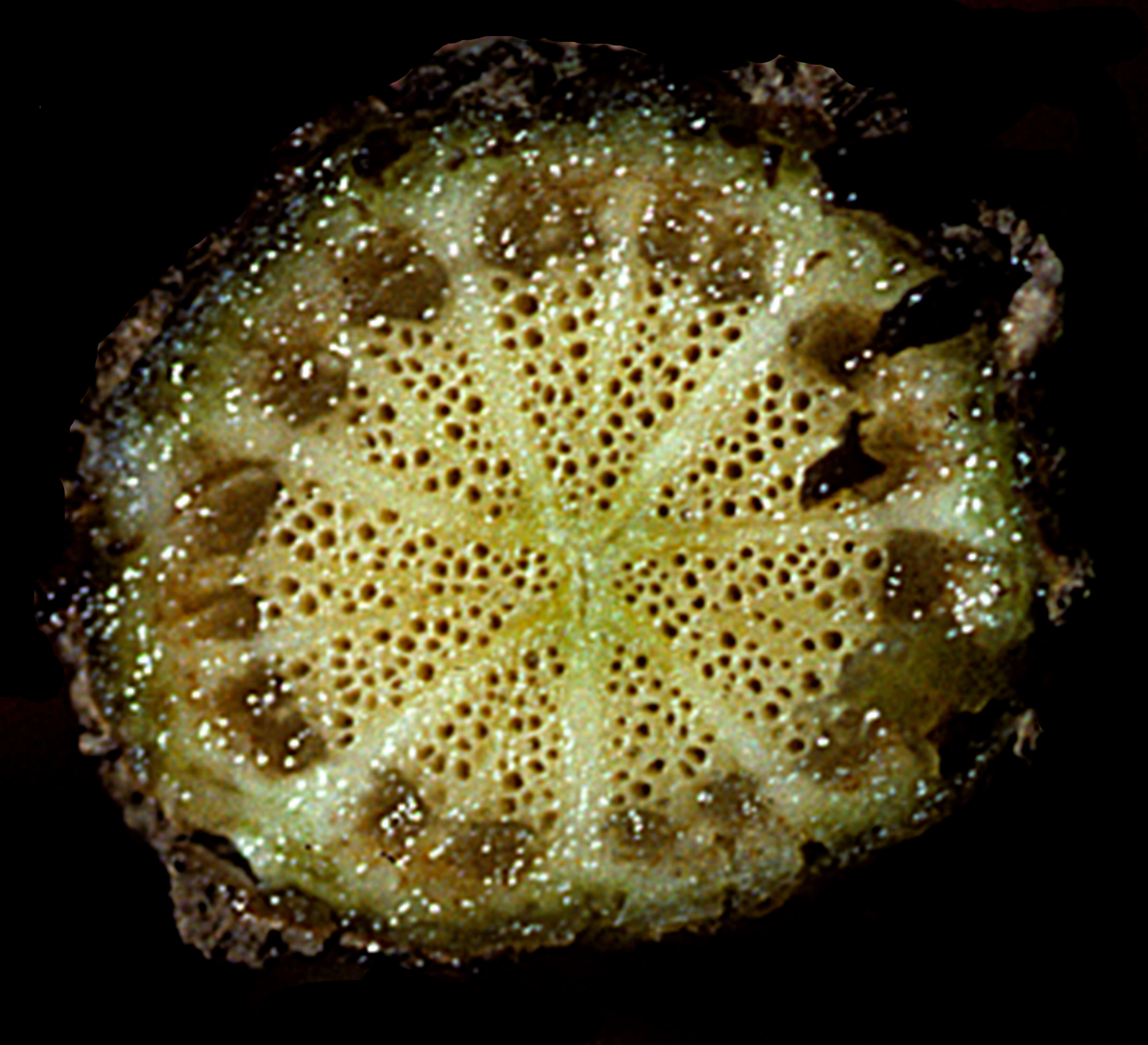 Image of Aristolochia oblongata subsp. calceiformis (Urb.) R. Rankin & Acev.-Rodr.