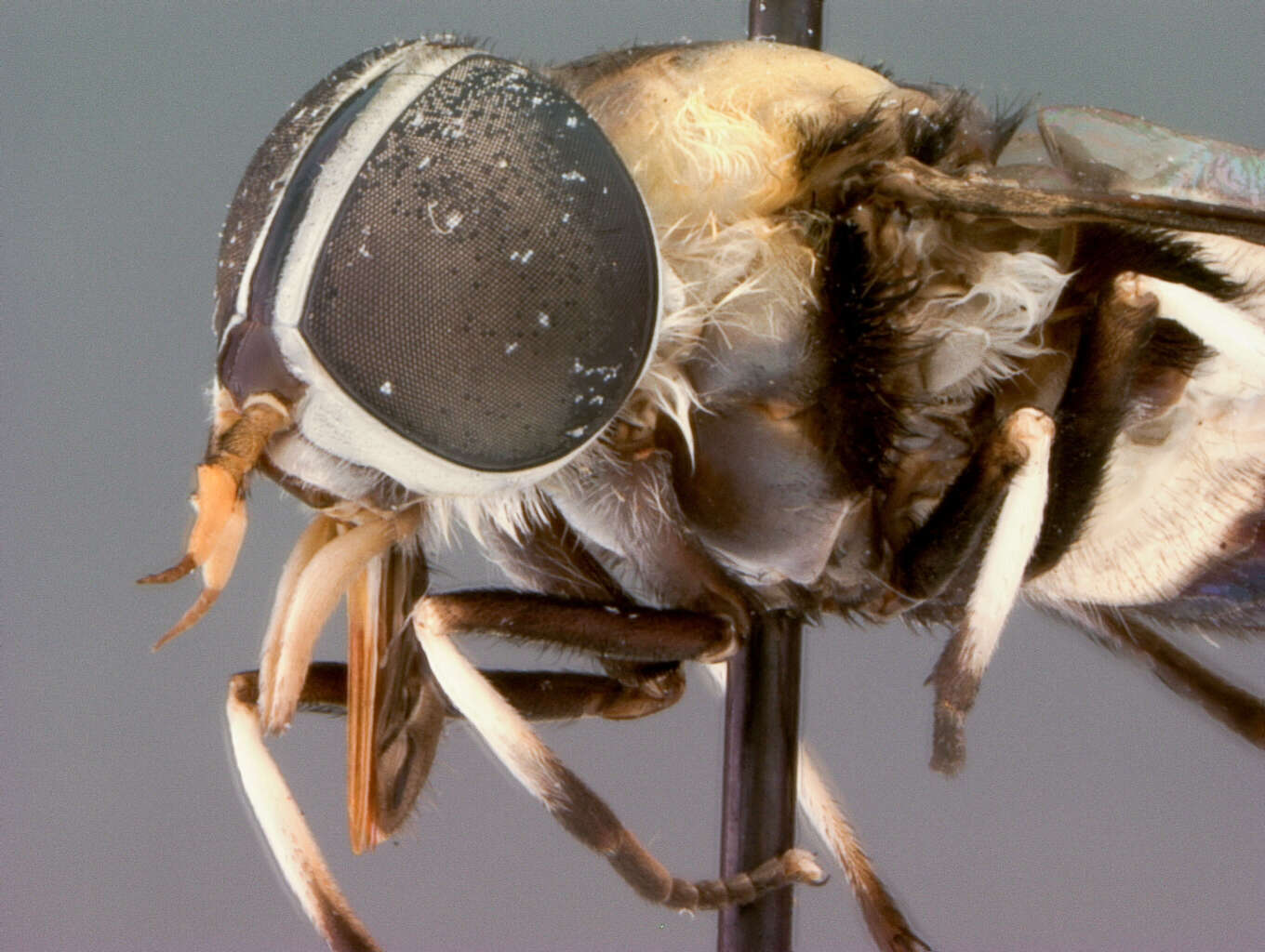 Image of Chalybosoma malkini Oldroyd 1949