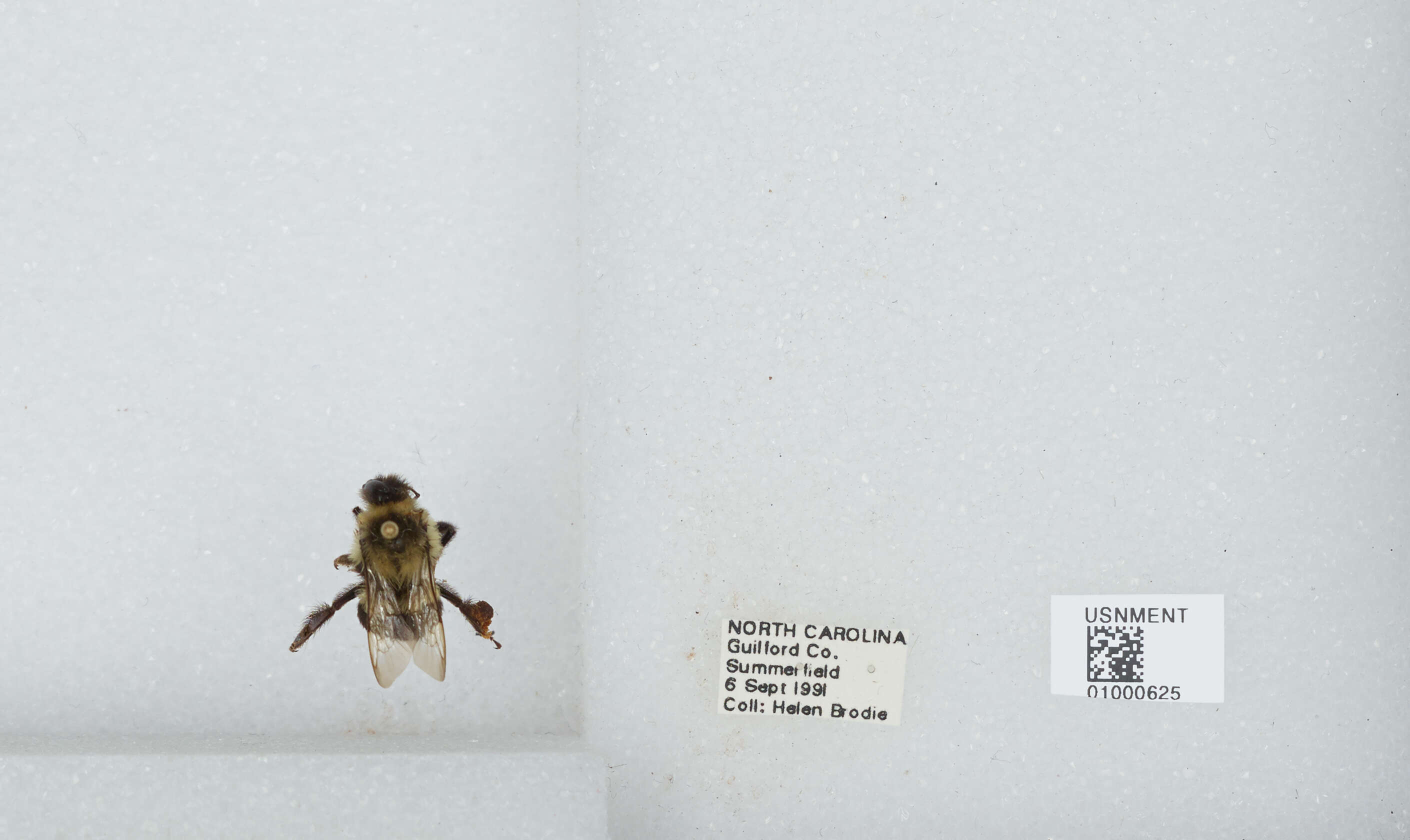 Image of Common Eastern Bumblebee