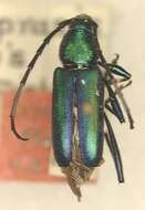 Image of Chrysoprasis viridis Fisher 1944