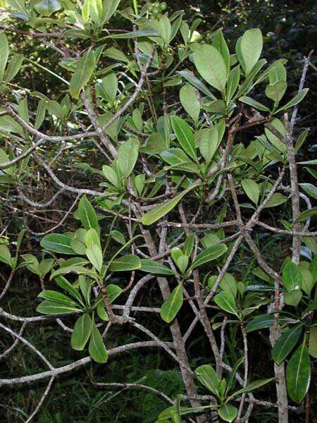 Plancia ëd Psychotria mariniana (Cham. & Schltdl.) Fosberg