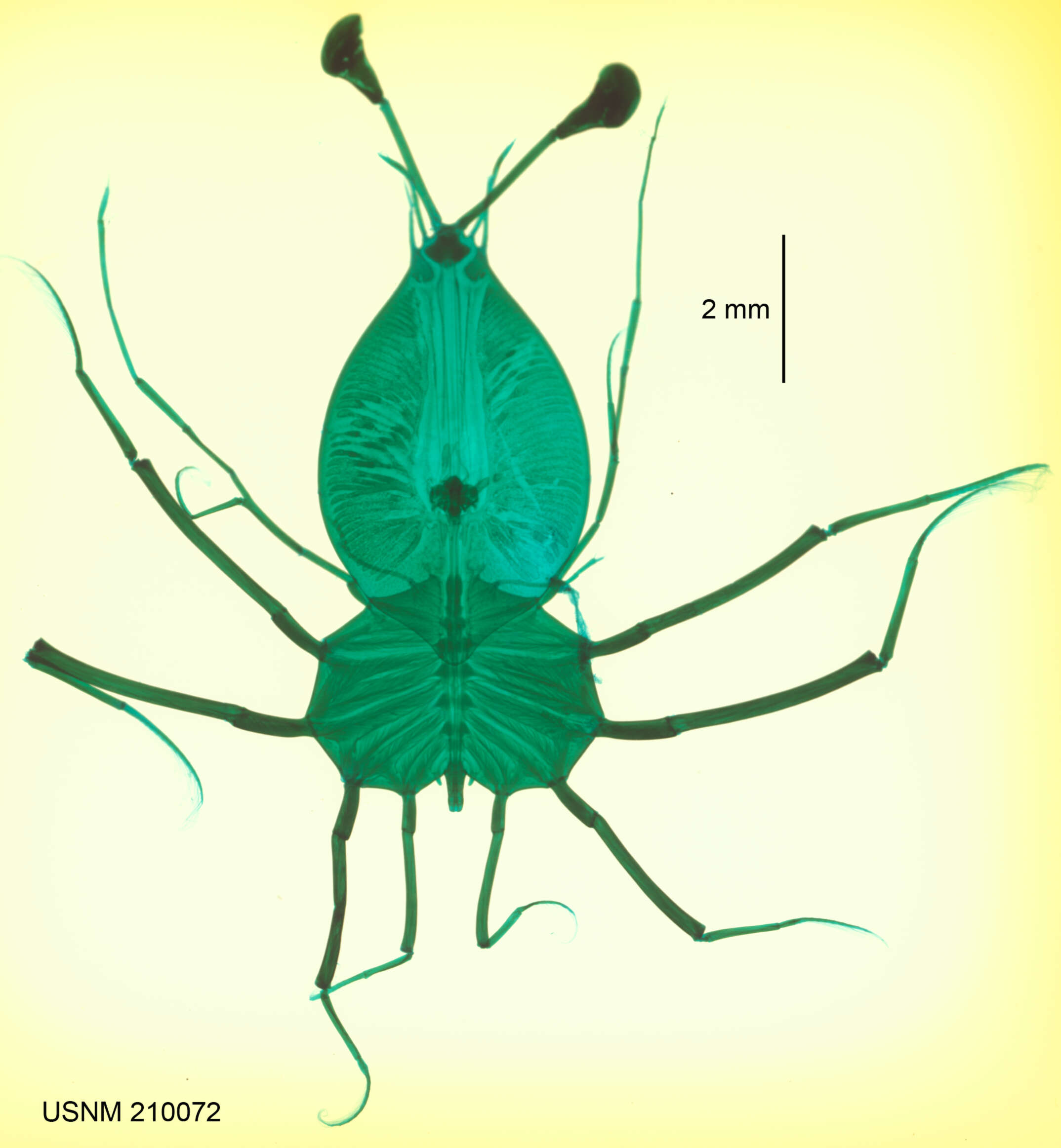 Image of Banded Spiny Lobster