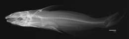 Image de Pimelodus megalops Girard