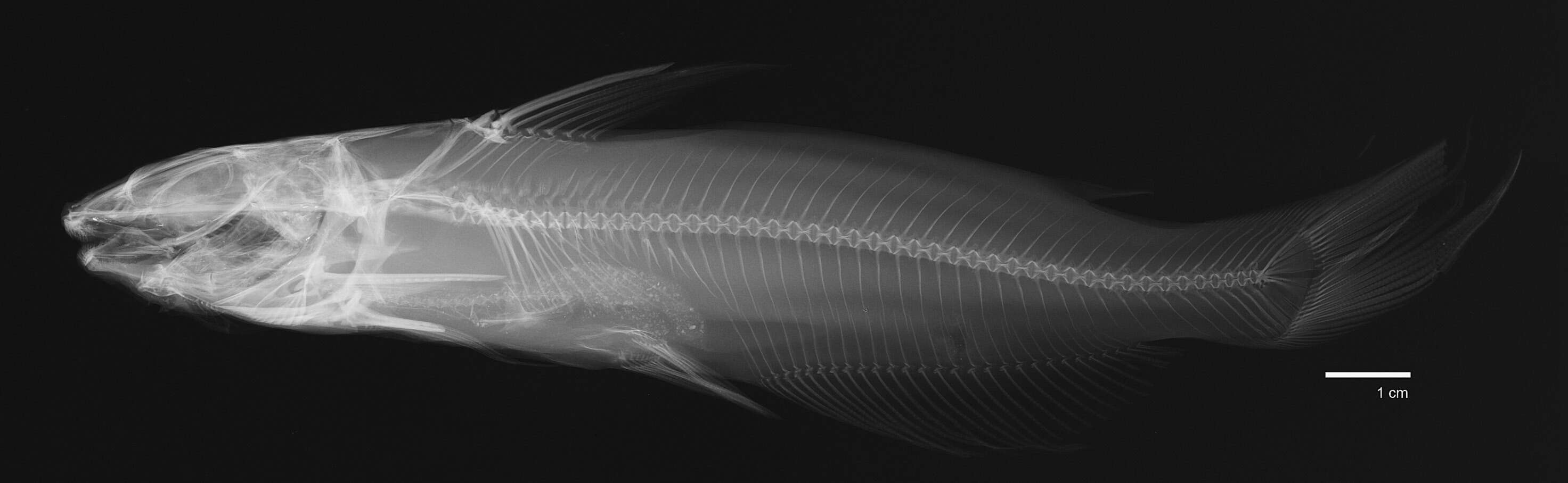 Image de Pimelodus megalops Girard