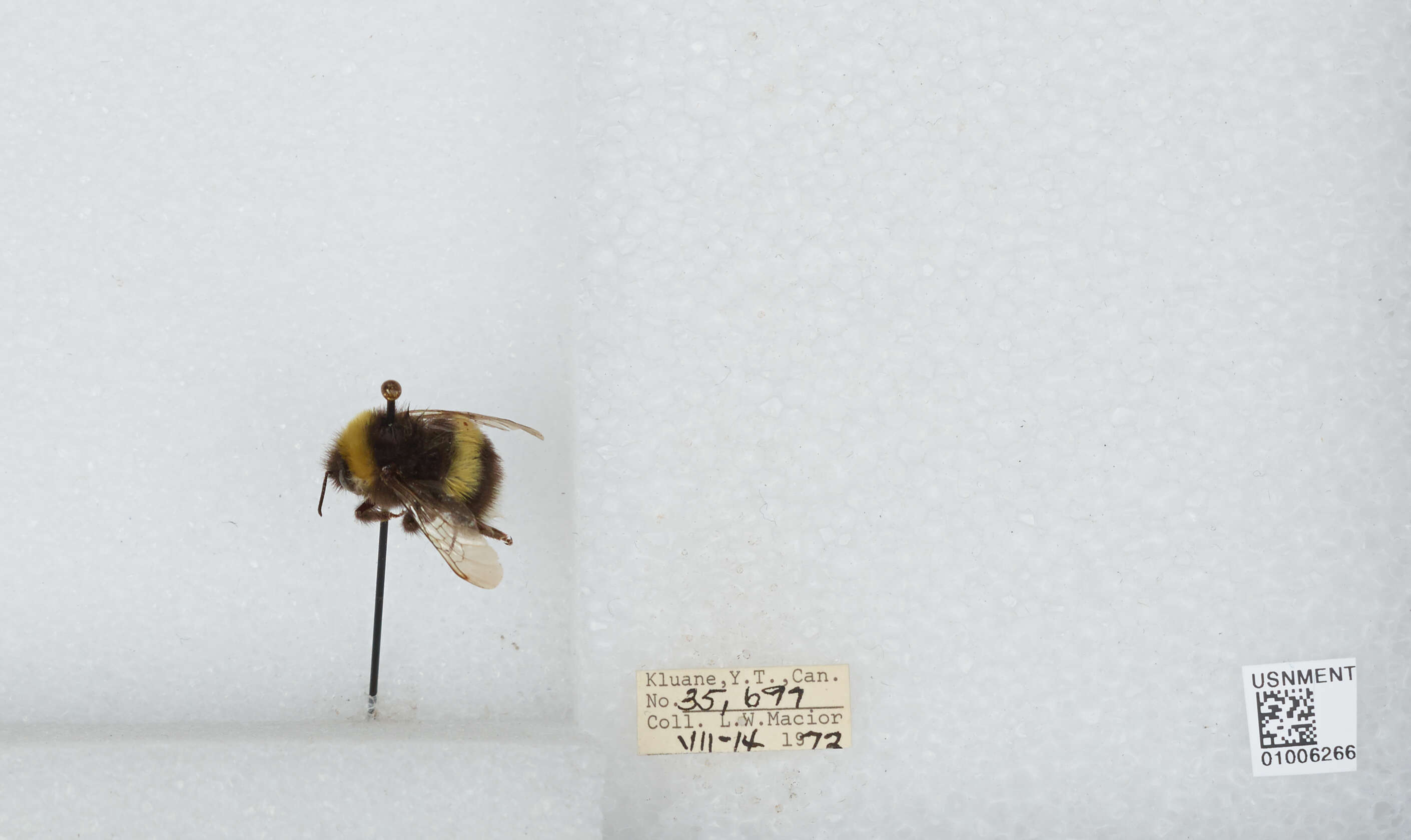 Image of White-tailed bumblebee