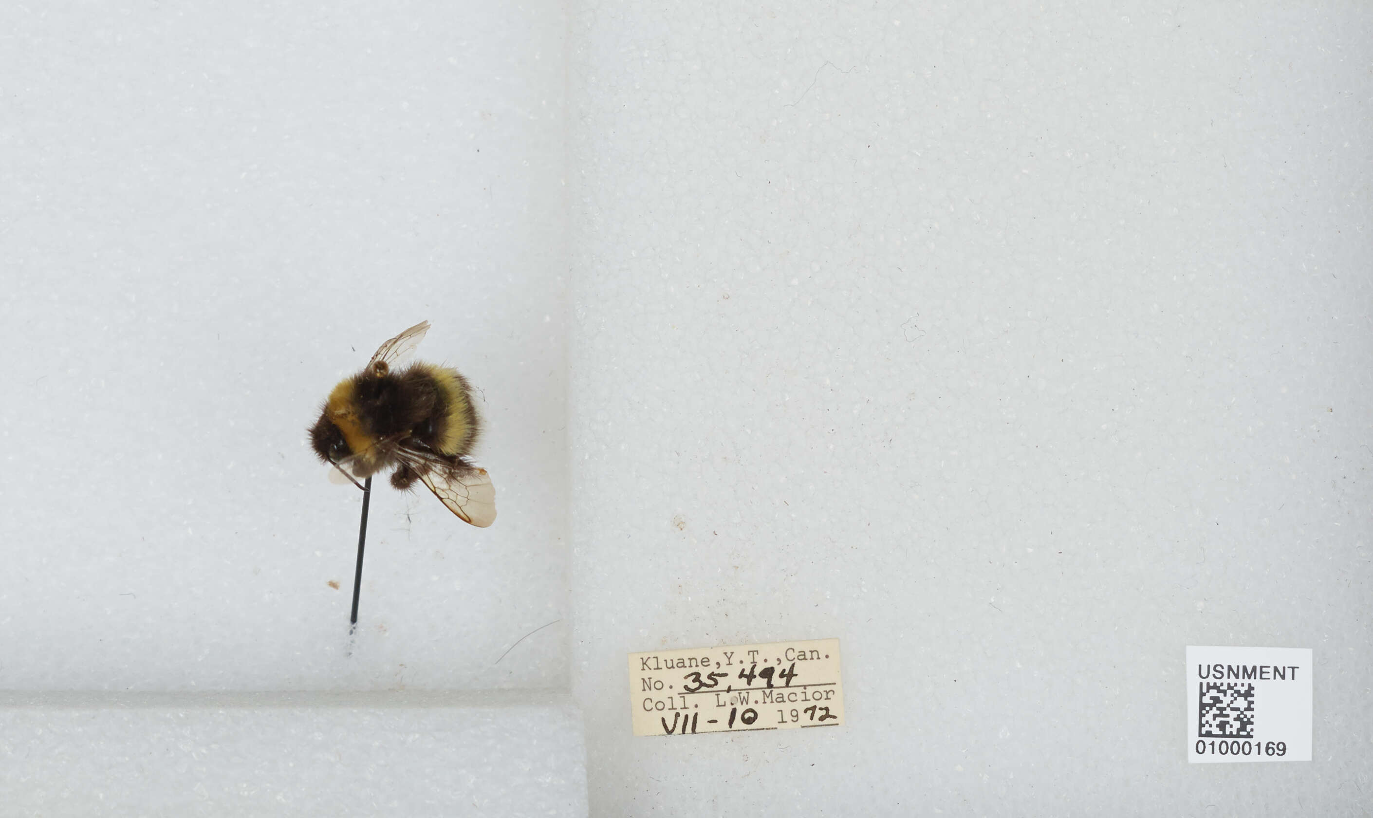 Image of White-tailed bumblebee