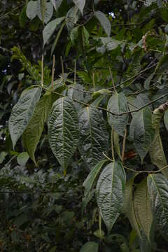 Image of Piper hostmannianum (Miq.) C. DC.