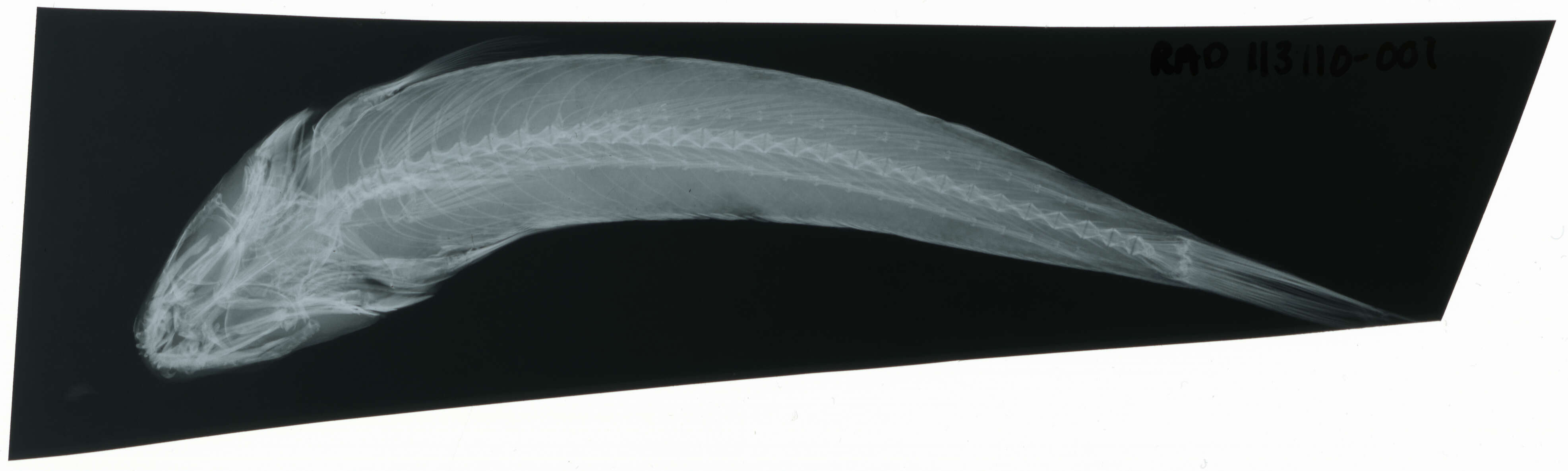Image of Parapercis pterostigma Jenkins 1901