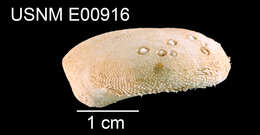 Image of Paramaretia tuberculata (A. Agassiz & H. L. Clark 1907)
