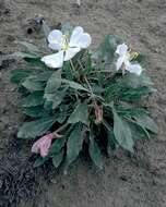 Oenothera cespitosa subsp. cespitosa resmi