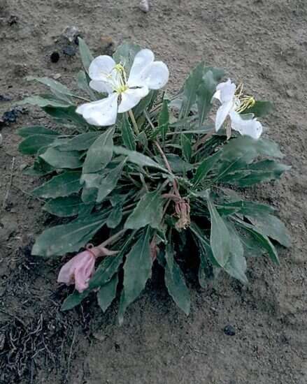 Image of Oenothera cespitosa subsp. cespitosa