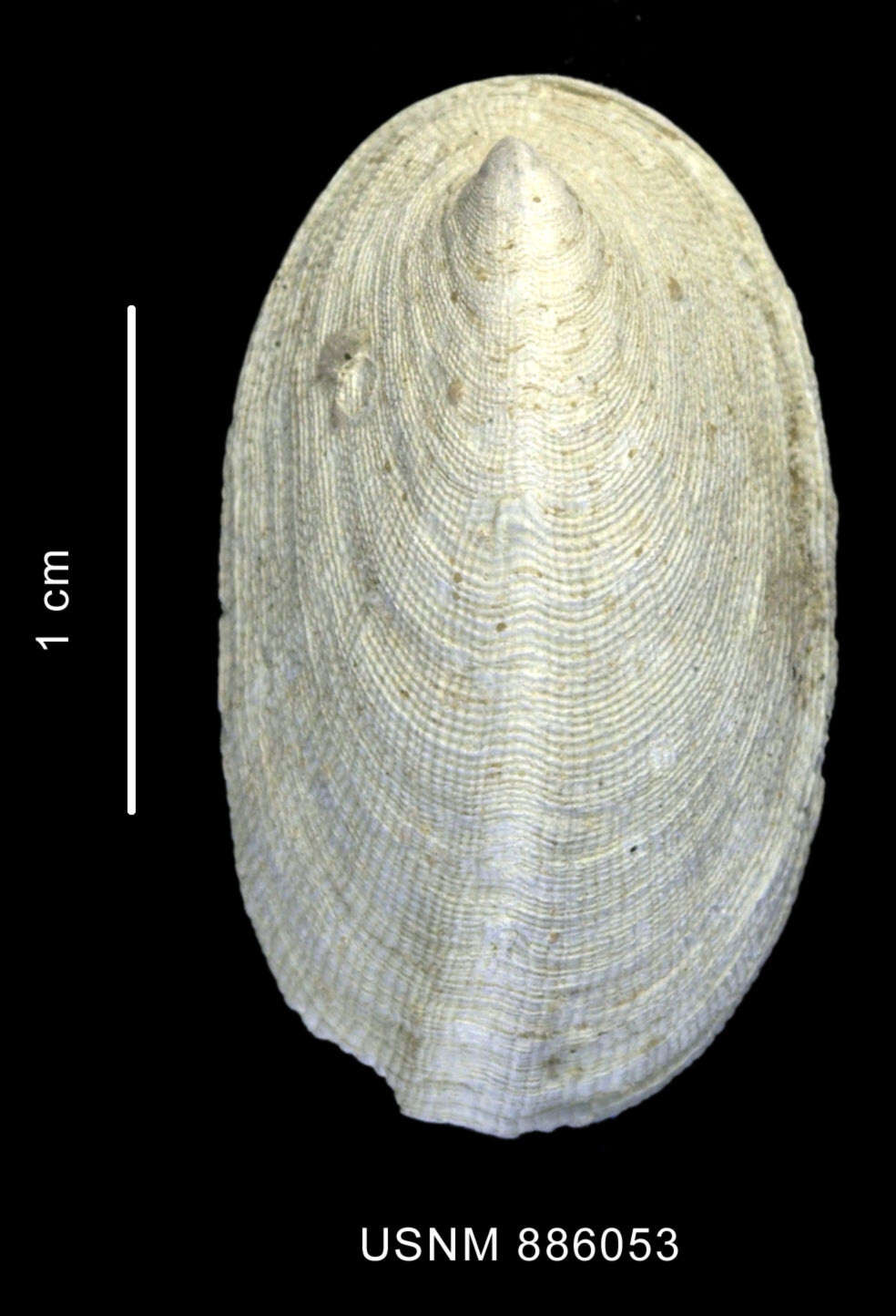 Image de Parmaphorella melvilli (Thiele 1912)