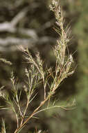 Image de Muhlenbergia dumosa Scribn. ex Vasey