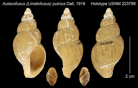 Aulacofusus pulcius Dall 1919 resmi