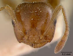 Image of Crematogaster sewellii improba Forel 1907