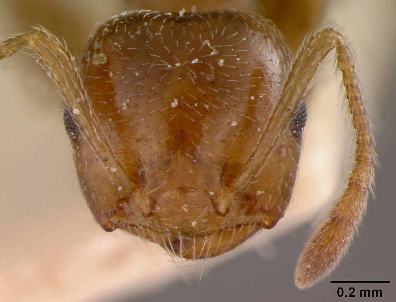 Image of Crematogaster sewellii improba Forel 1907