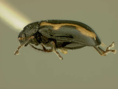 Phyllotreta vittata resmi