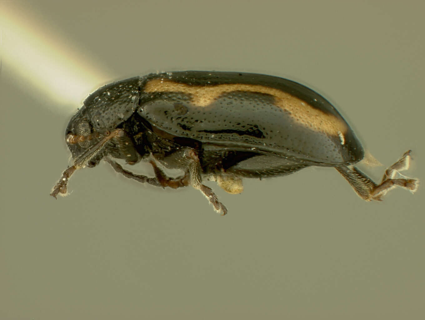 Image of Phyllotreta vittata