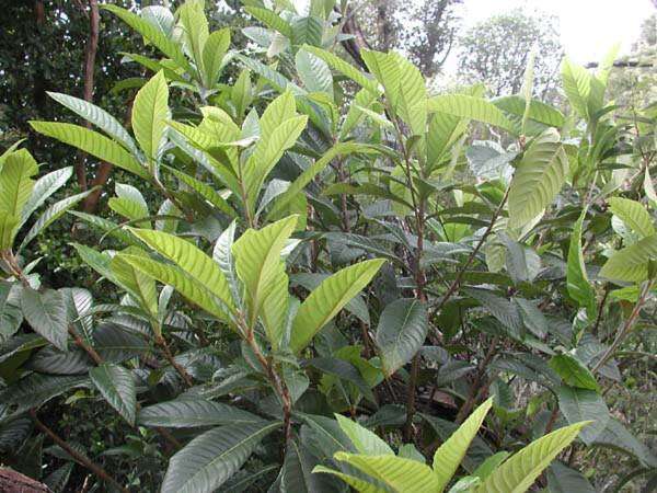 Image of loquat