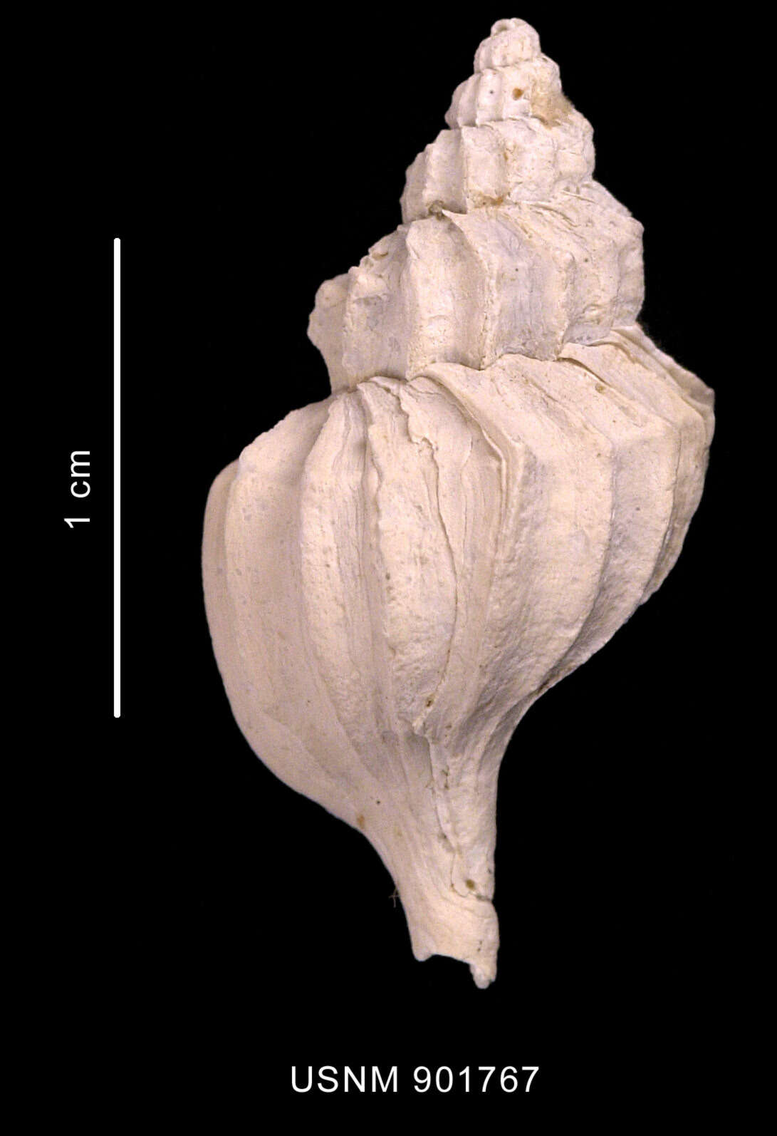 Sivun Enixotrophon macquariensis (Powell 1957) kuva