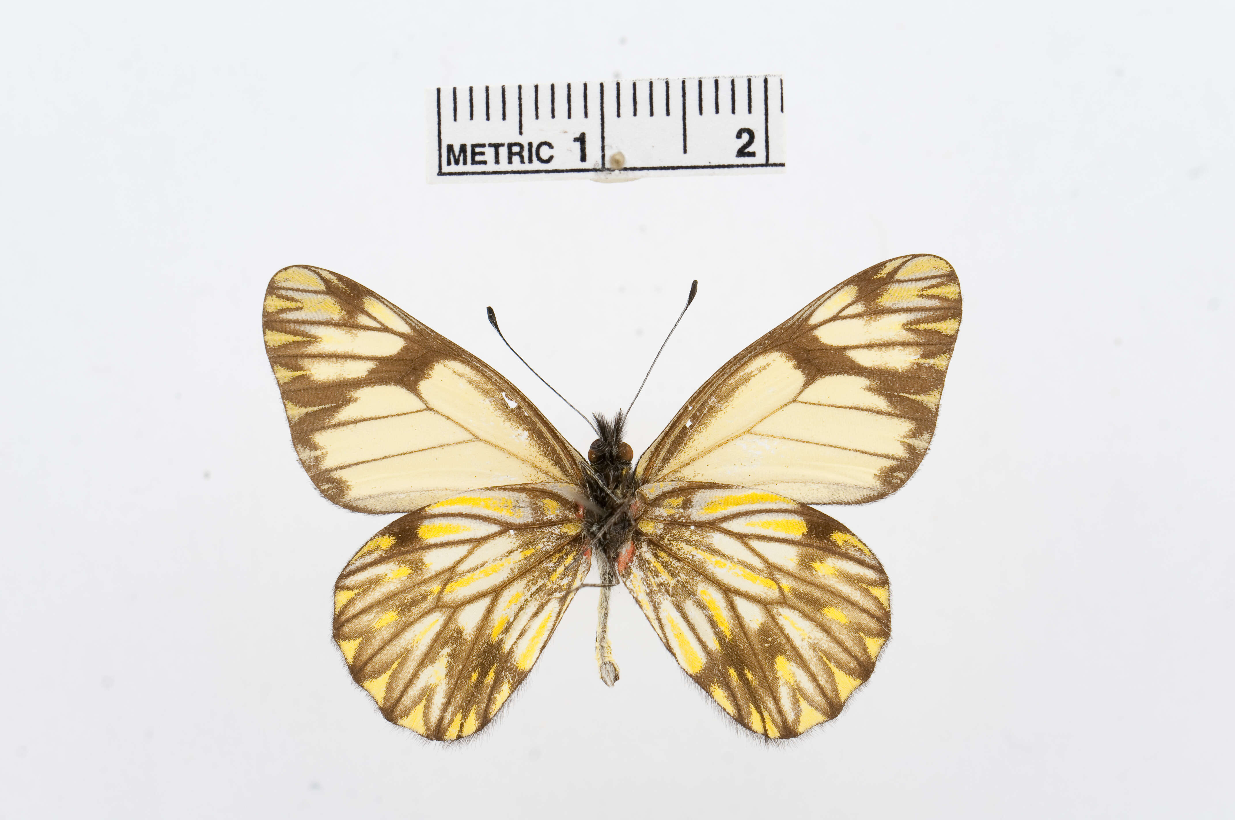 Imagem de Catasticta pieris (Hopffer 1874)