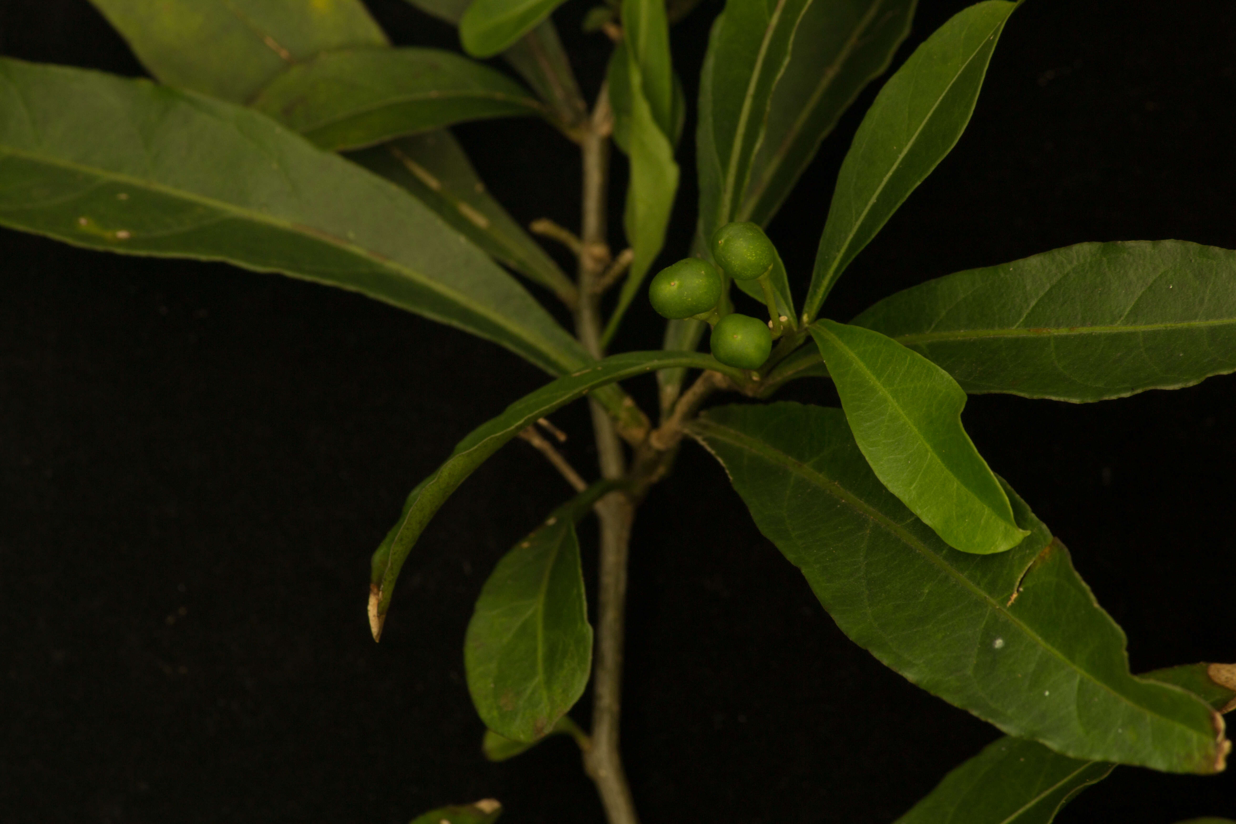 Image of twoleaf nightshade