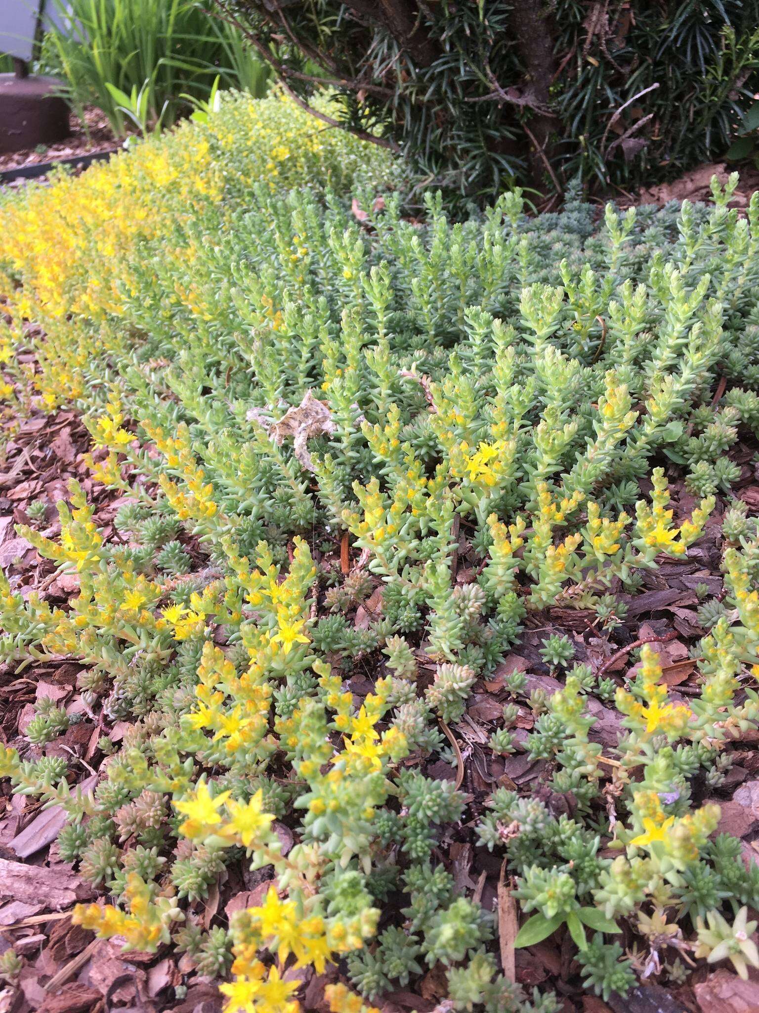 Image of Sedum urvillei DC.