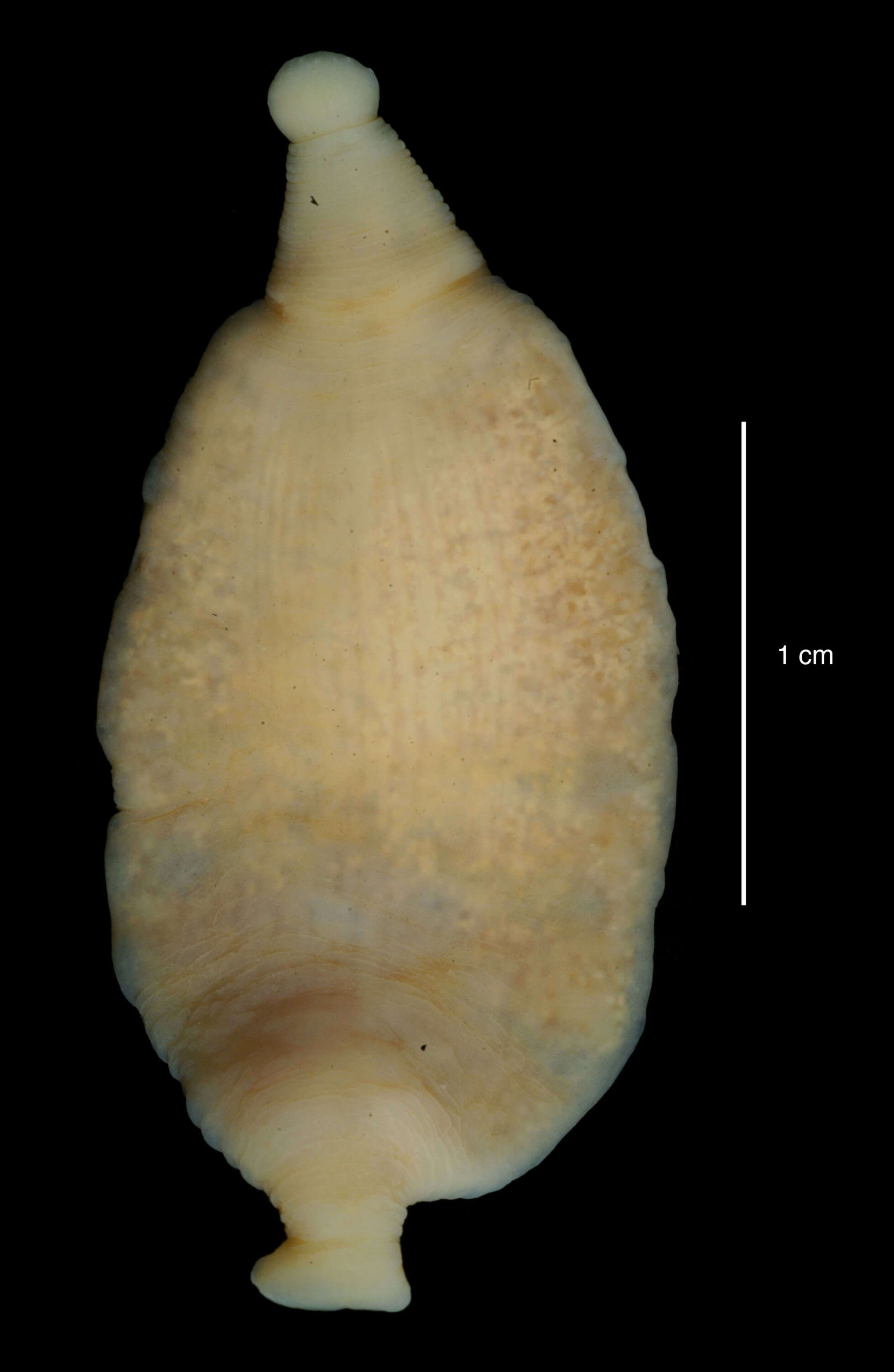 Image of Notobdella nototheniae Benham 1909