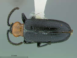 Image of Oulema (Hapsidolemoides) laticollis R. White 1993
