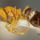 Image of Dorymyrmex pyramicus peruvianus Wheeler 1919