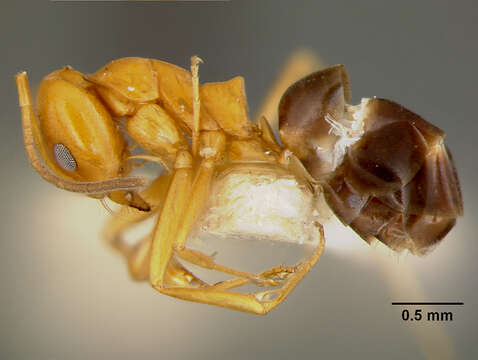 Image of Dorymyrmex pyramicus peruvianus Wheeler 1919