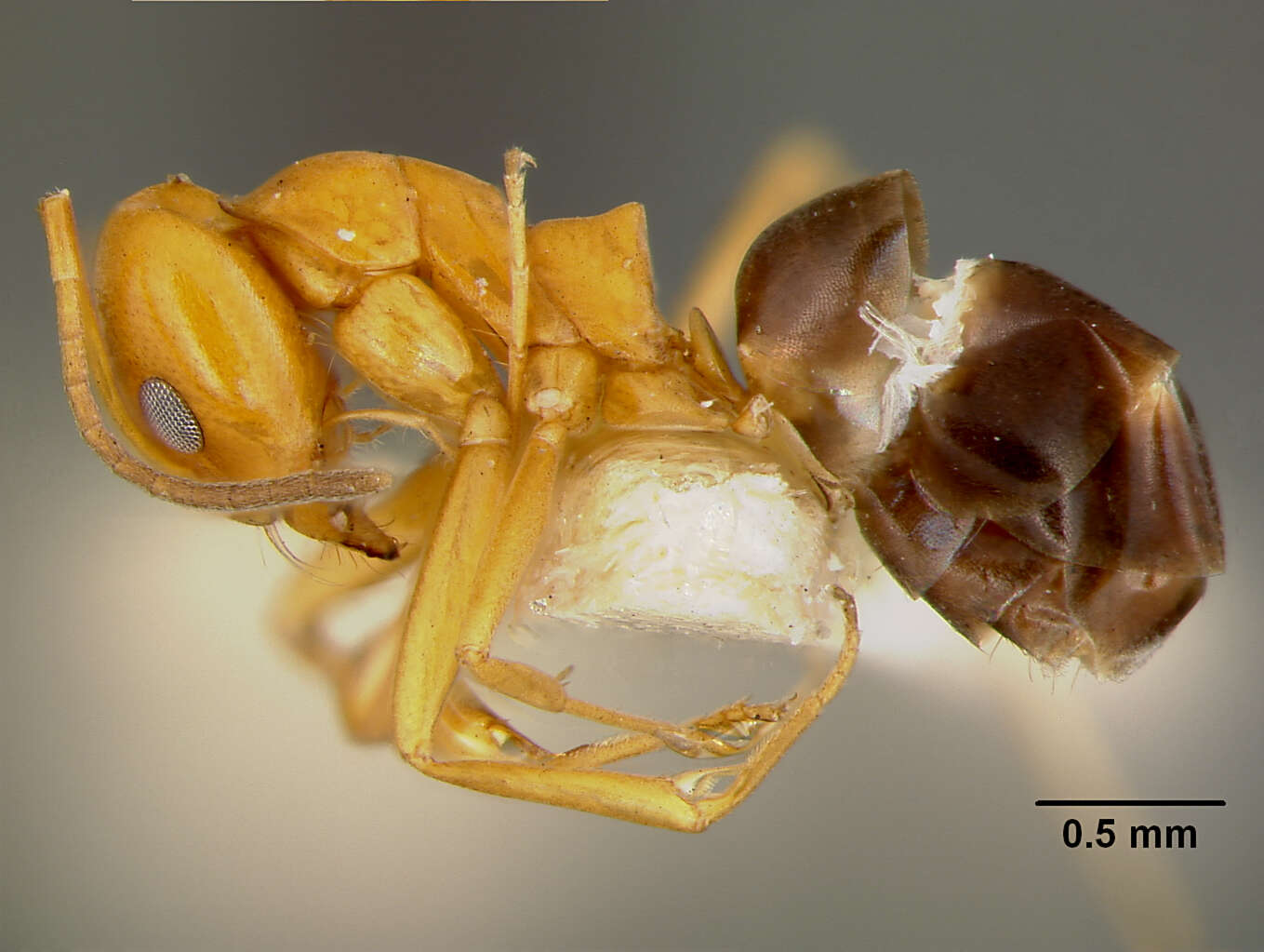 Image de Dorymyrmex pyramicus peruvianus Wheeler 1919