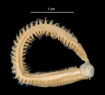 Image of "An Antarctic, polychaete worm"