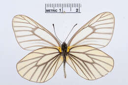 Image of Aporia hippia (Bremer 1861)