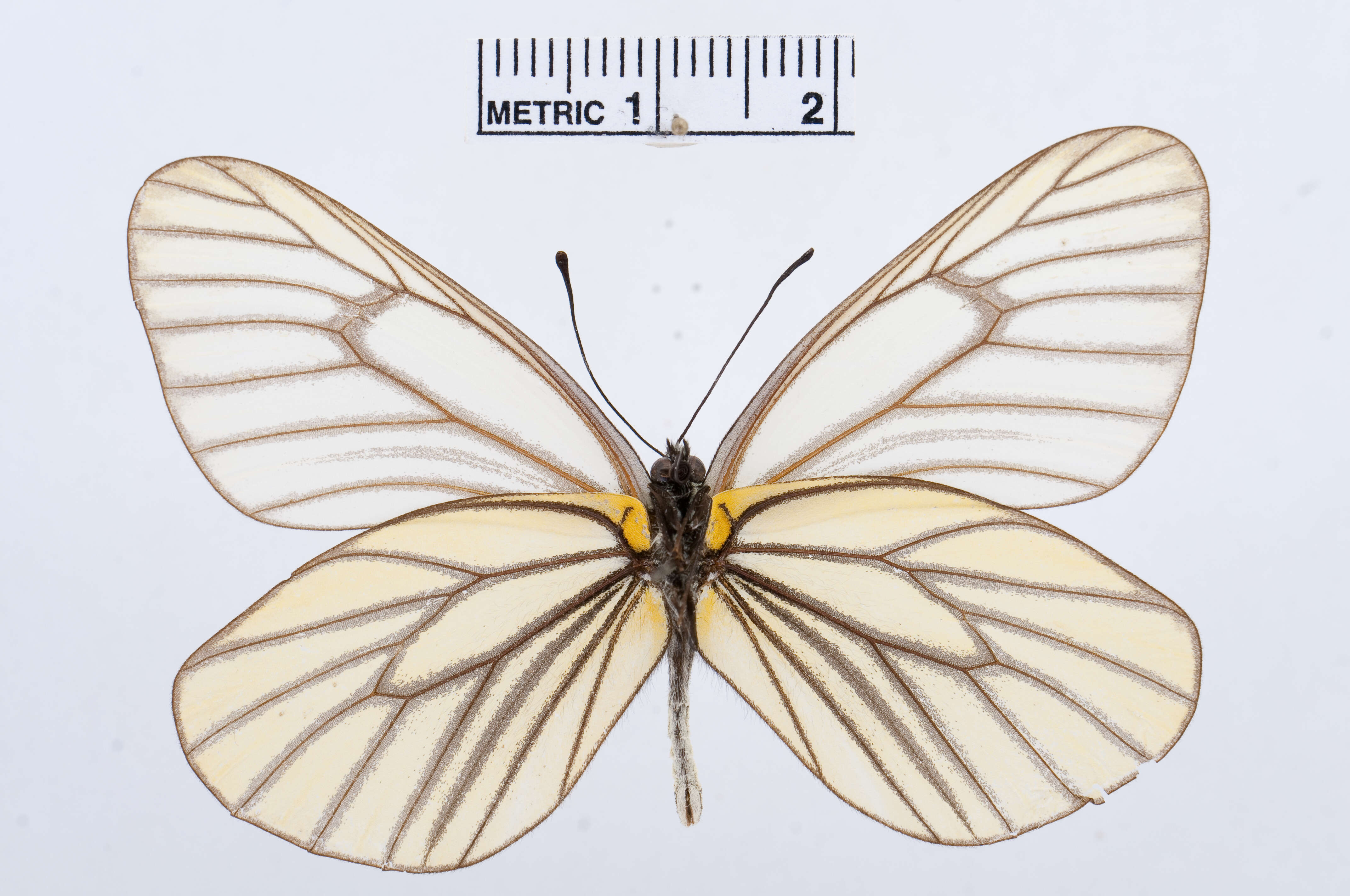 Image of Aporia hippia (Bremer 1861)